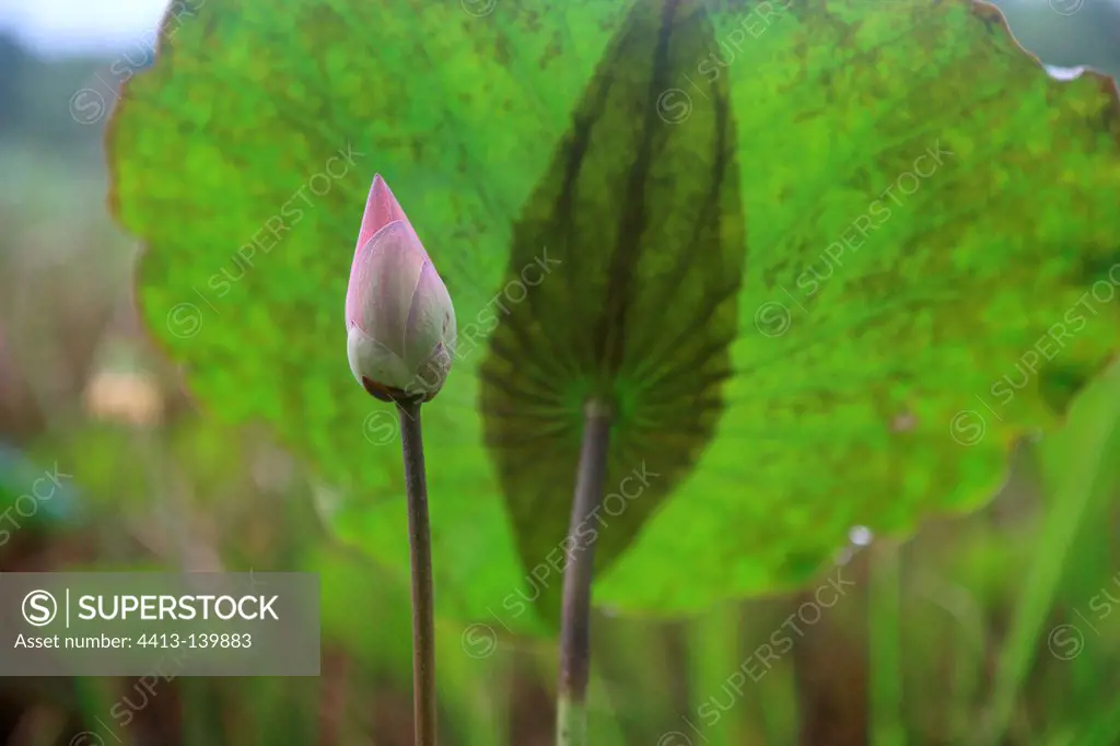 Sacred lotus in bud Lake Chini Terengganu Malaysia
