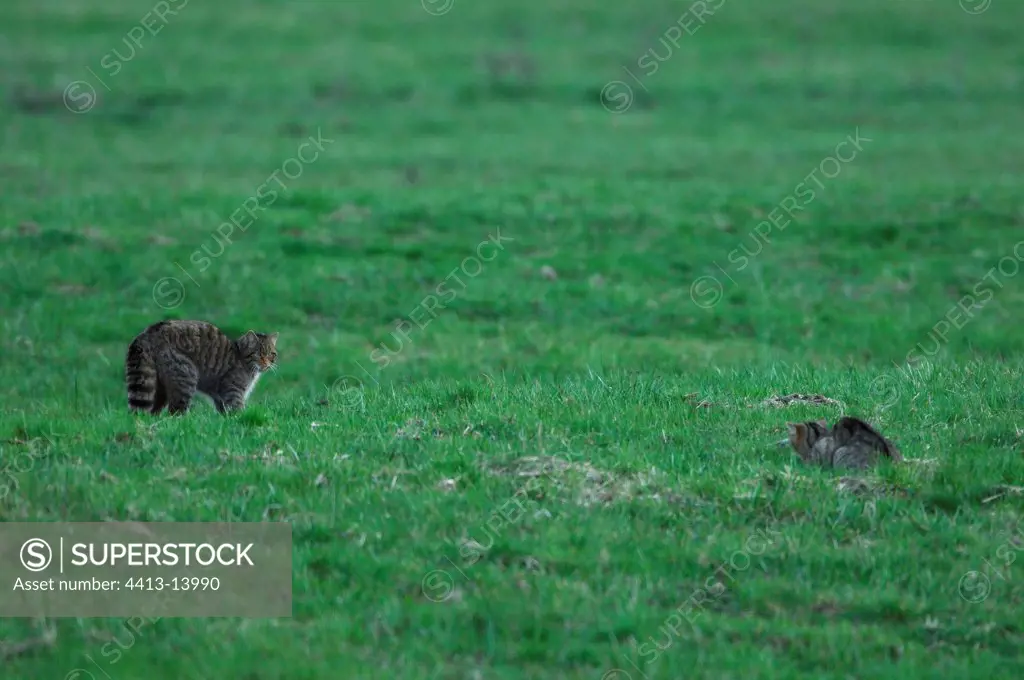 Wildcat in the grass Vosges France