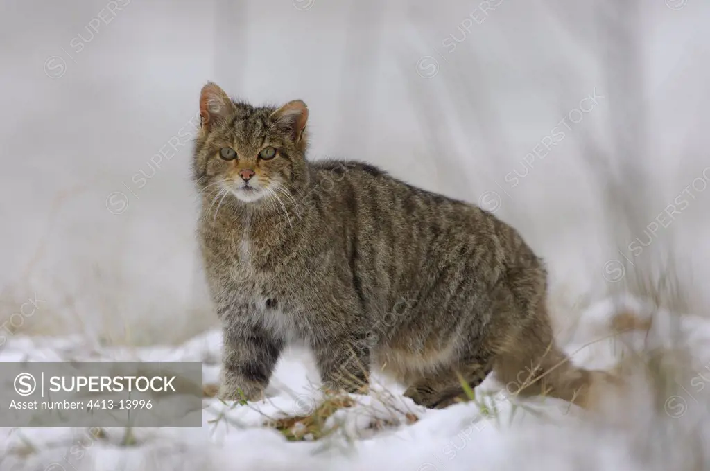Wildcat in snow Vosges France