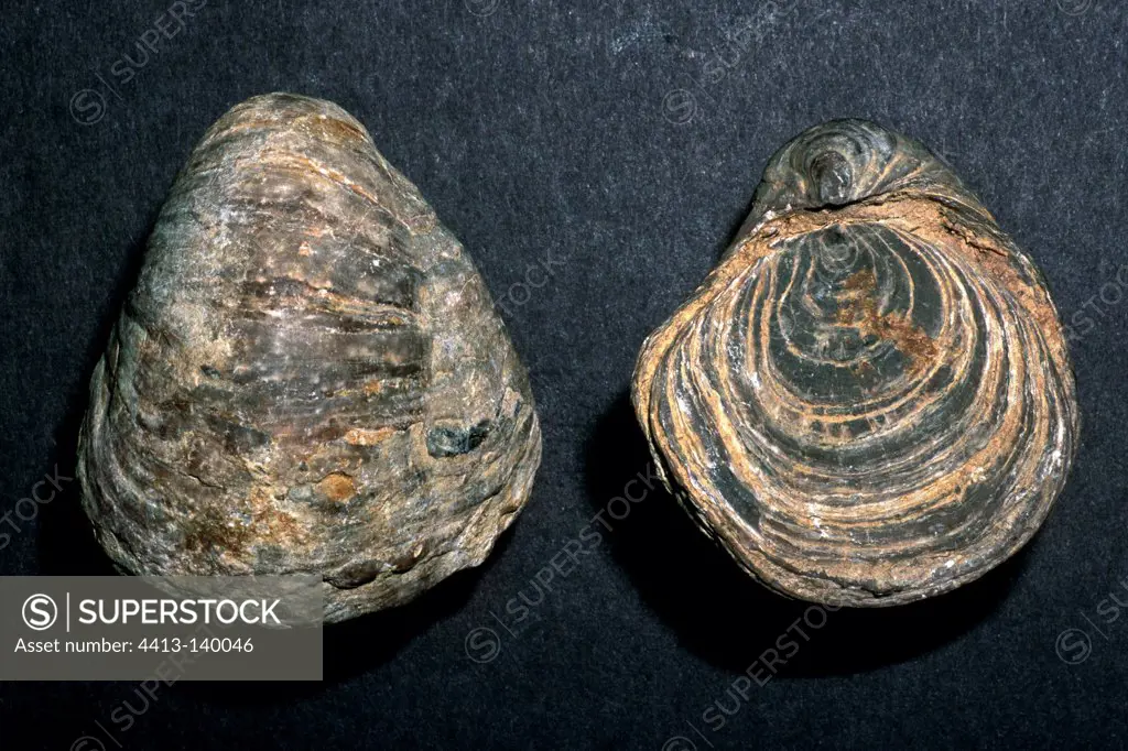 Liassic fossil mollusk found in Catalonia Spain