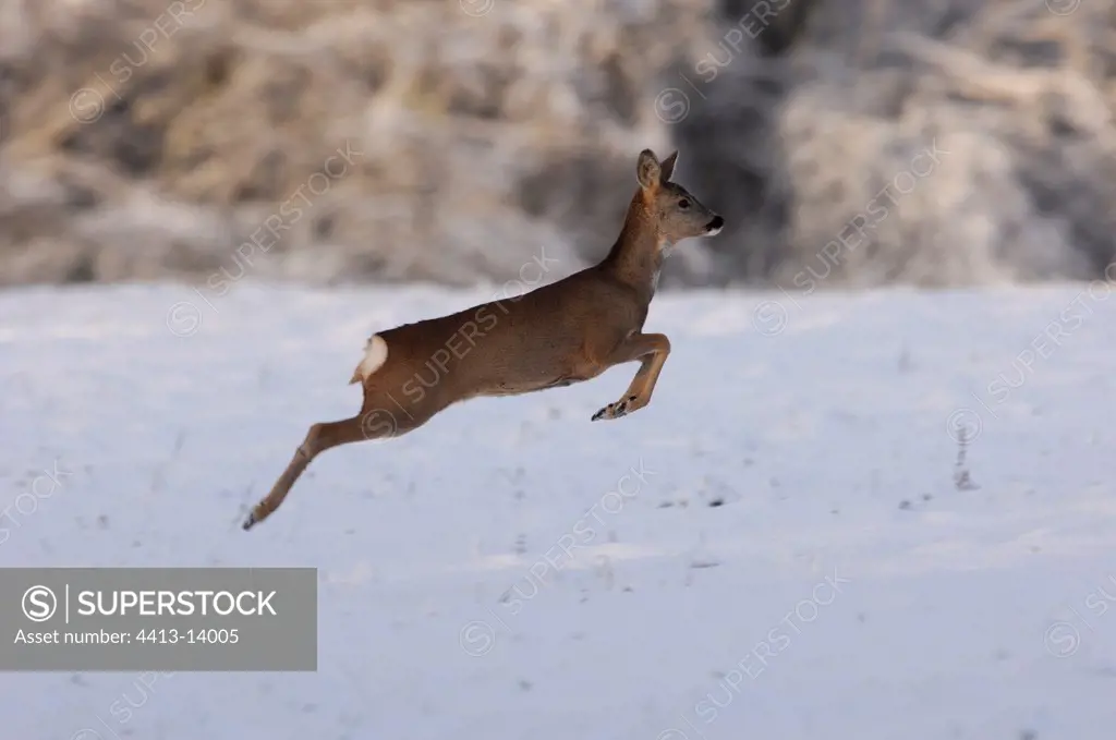 Roe running and jumping in snow Vosges France