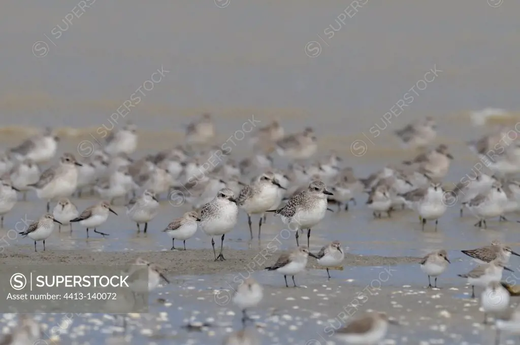 Grey Plover on the Vendee coast France