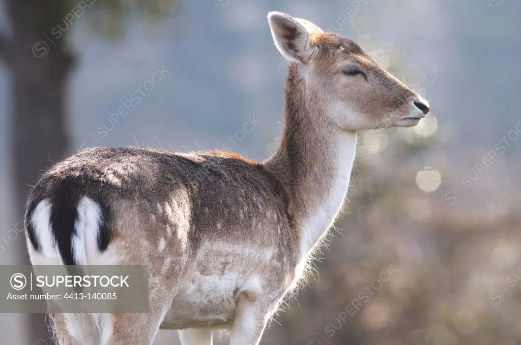 Portrait of a Fallow Deer in Normandy France