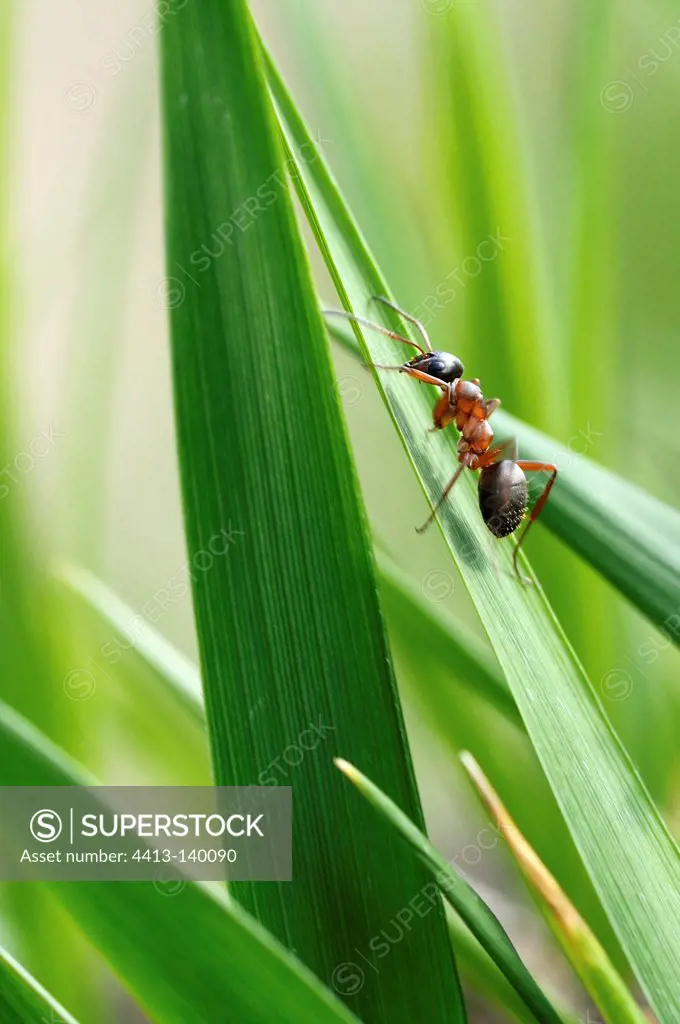 Ant on a blade of grass Normandy France