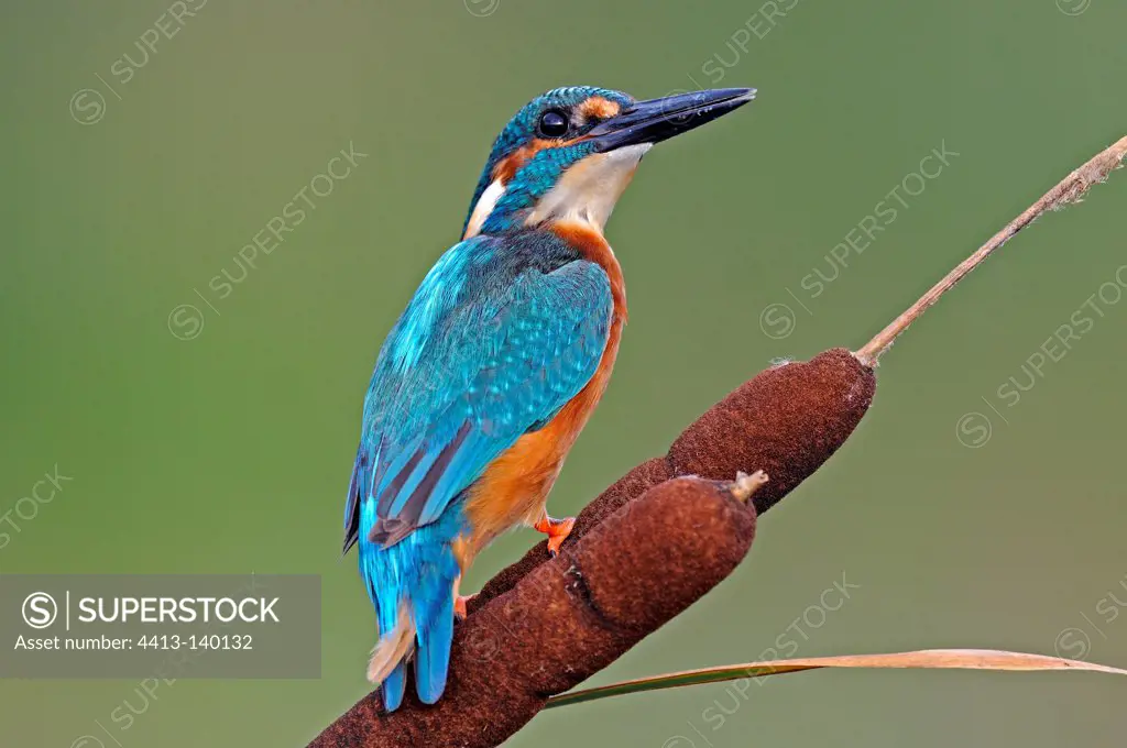 European Kingfisher on a Cattail France