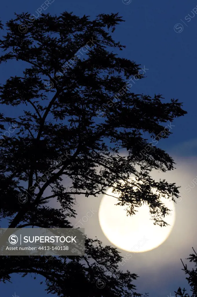 Moonrise behind a tree France