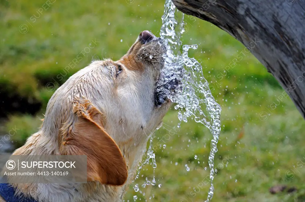 Labrador drinking from a fountain Alps France