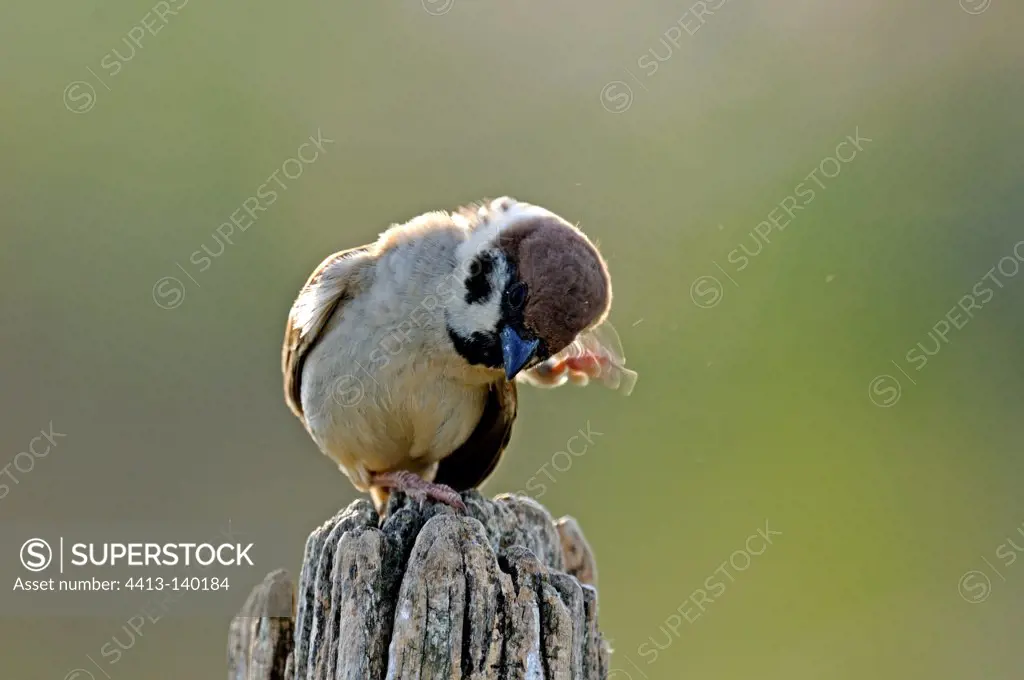 Tree Sparrow scratching on a picket France