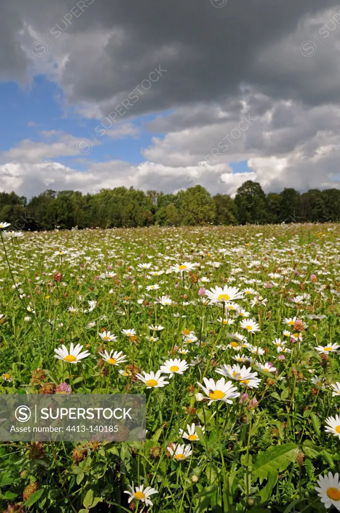Water meadow flowers in the Plain of Allan France