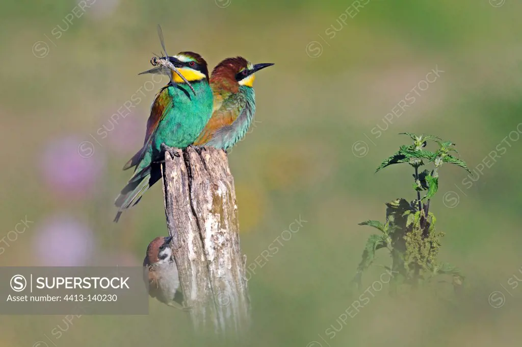 European Bee-eaters with an insect in its beak on a pole