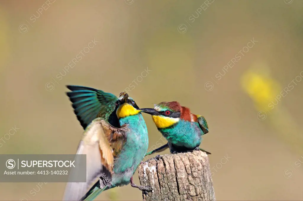 European Bee-eaters with an insect in its beak on a pole