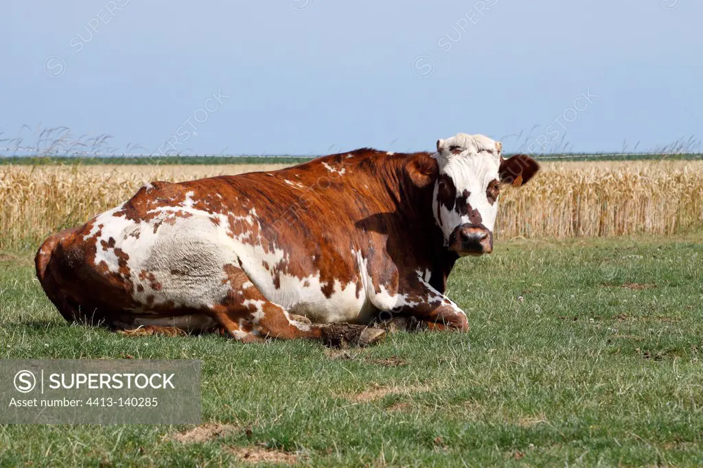 Normande cow lying in front of a cereal field France
