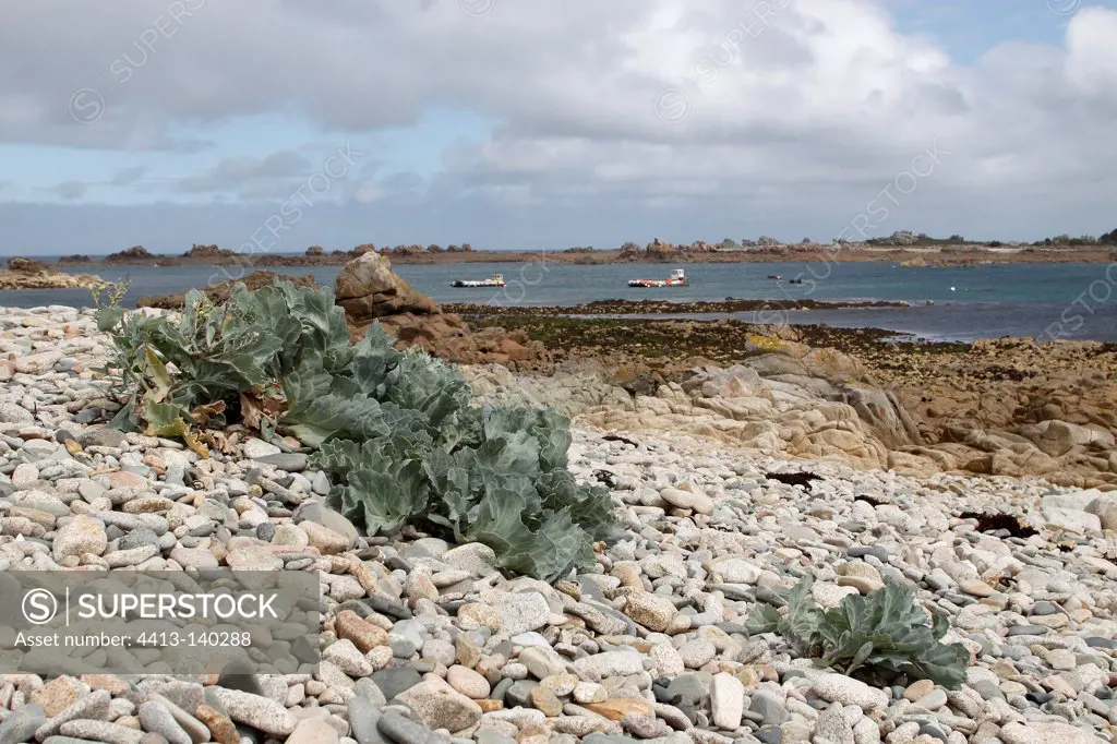Sea kale growing in pebbles Britain France