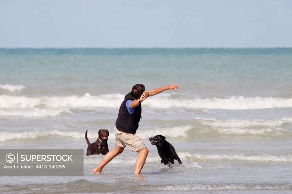 Man playing with his Labradors on a beach France