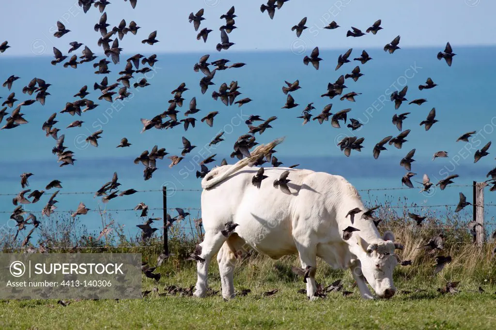 Flight of Starlings above a cow Normandy France