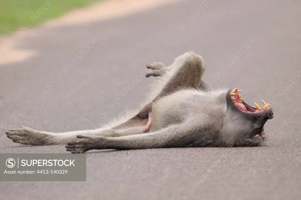 Chacma baboon male yawning lying on the road Kruger
