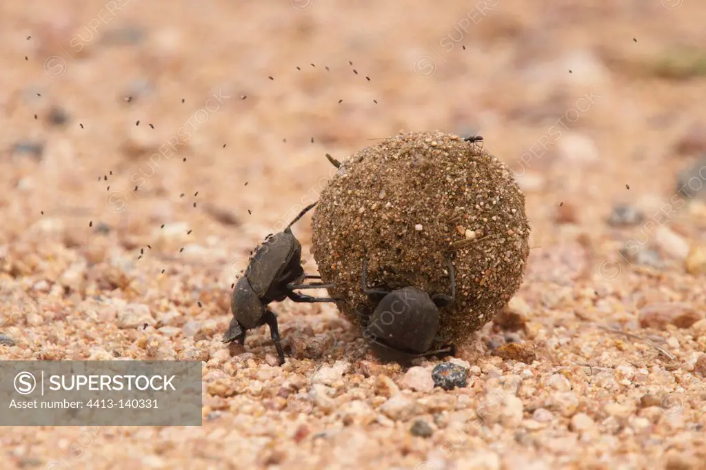 Dung beetles moving a ball of dung Elephant Kruger