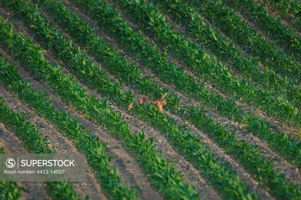 European Hare running in a corn field Vosges France