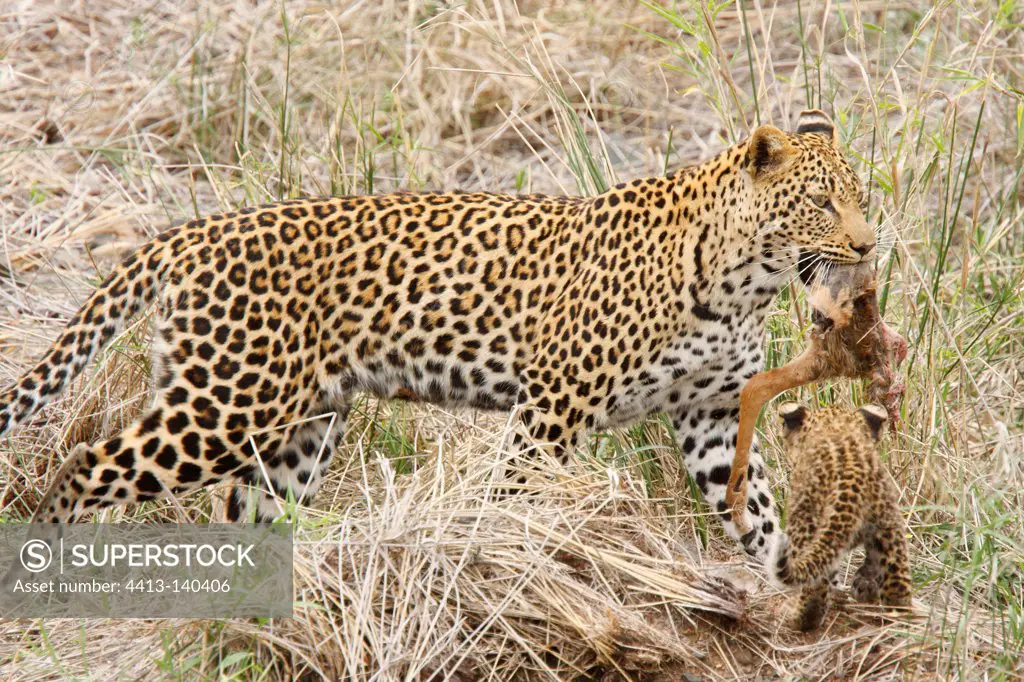 Leopard carrying a piece of Impala and young Kruger