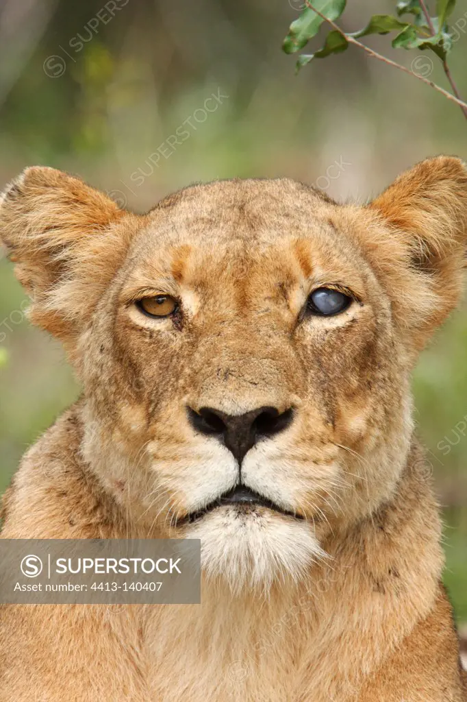 Portrait of Lioness with an eye punctured Kruger South Africa