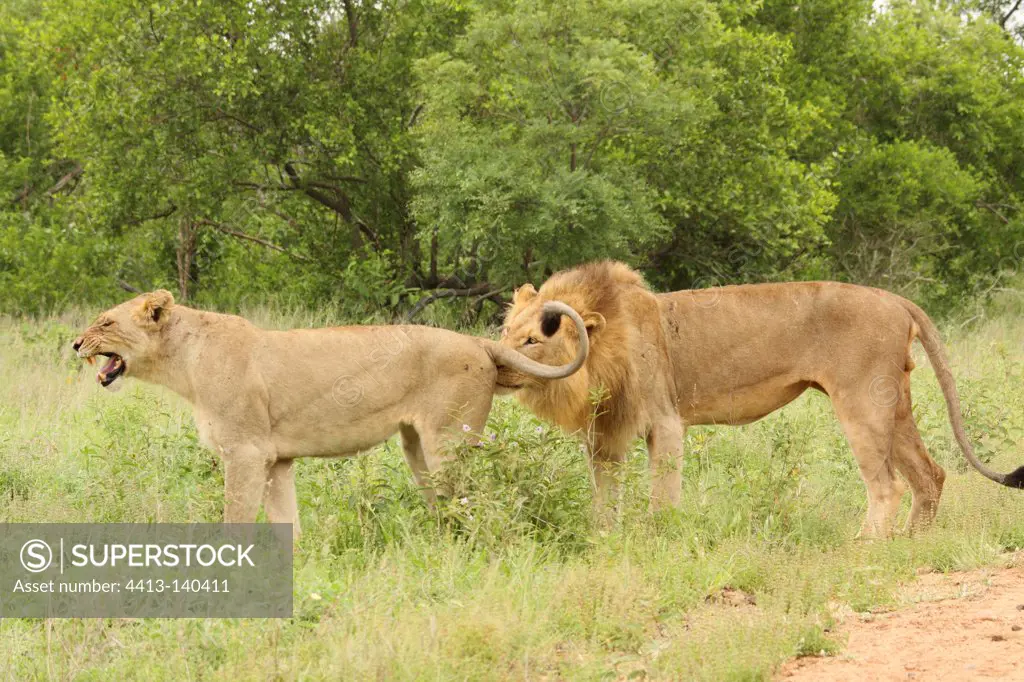 Lion Lioness sniffing a Kruger NP South Africa