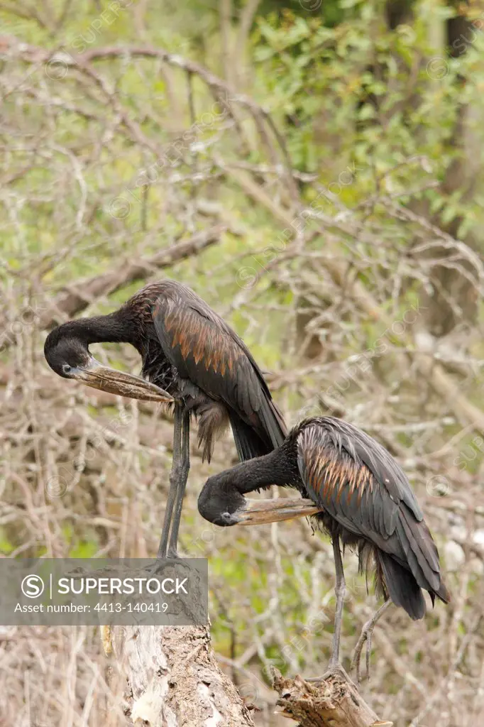African Openbill grooming Kruger NP South Africa
