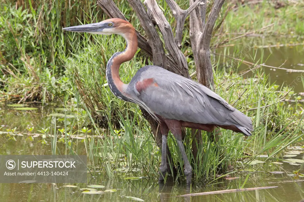 Goliath heron on the lookout Kruger NP South Africa