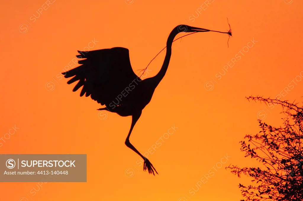 Goliath Heron constructing his nest at sunrise KrugerNP
