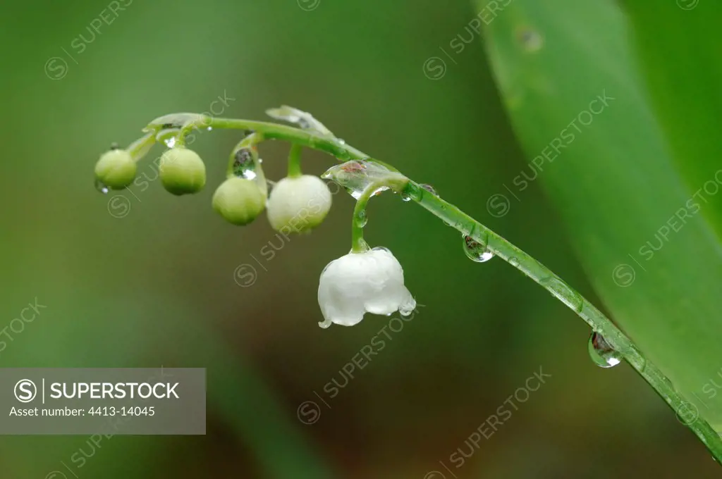 Small bells of Lily of the valley and dew France