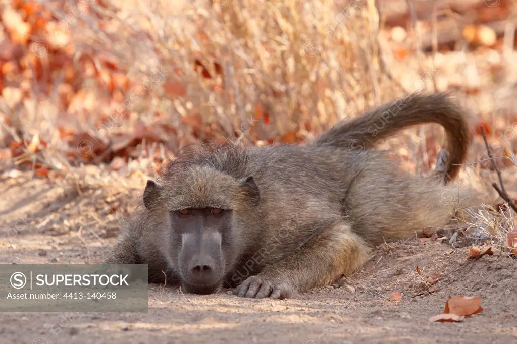 Chacma baboons resting on the floor Kruger NP South Africa