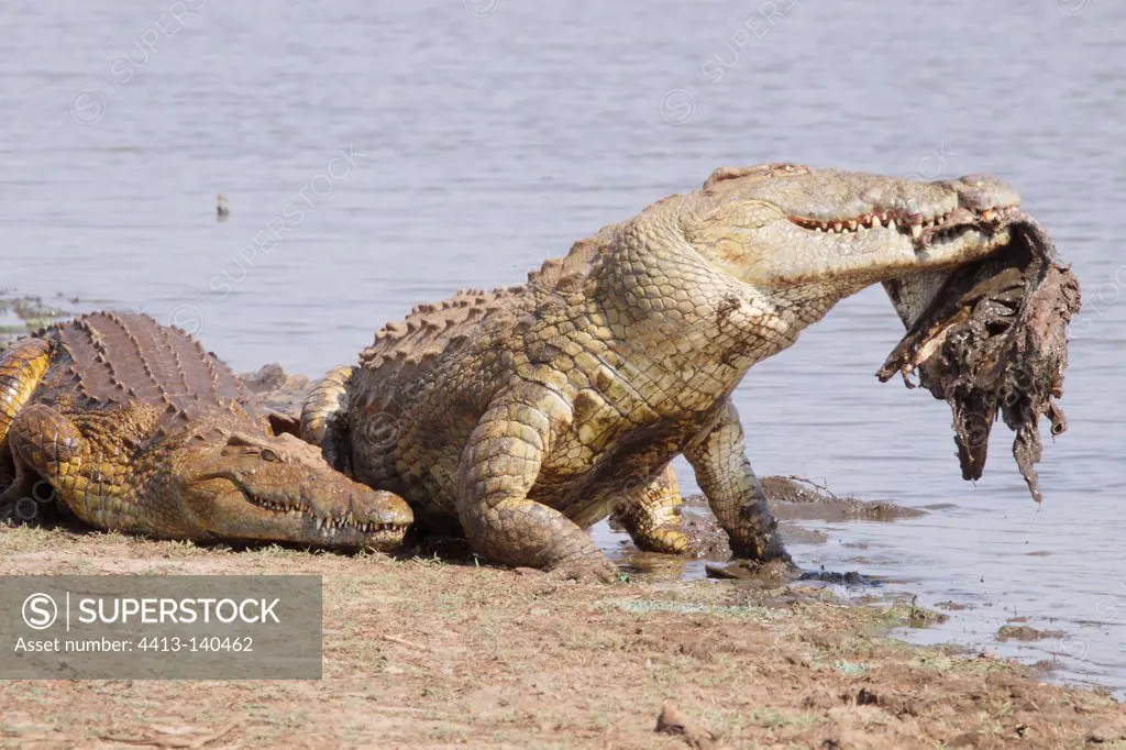 Nile crocodile eating another adult Crocodile KrugerNP