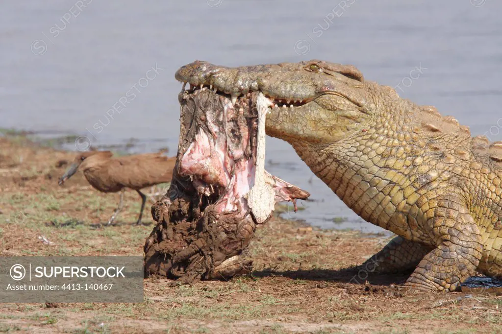 Nile crocodile eating a Crocodile and Hamerkop Kruger