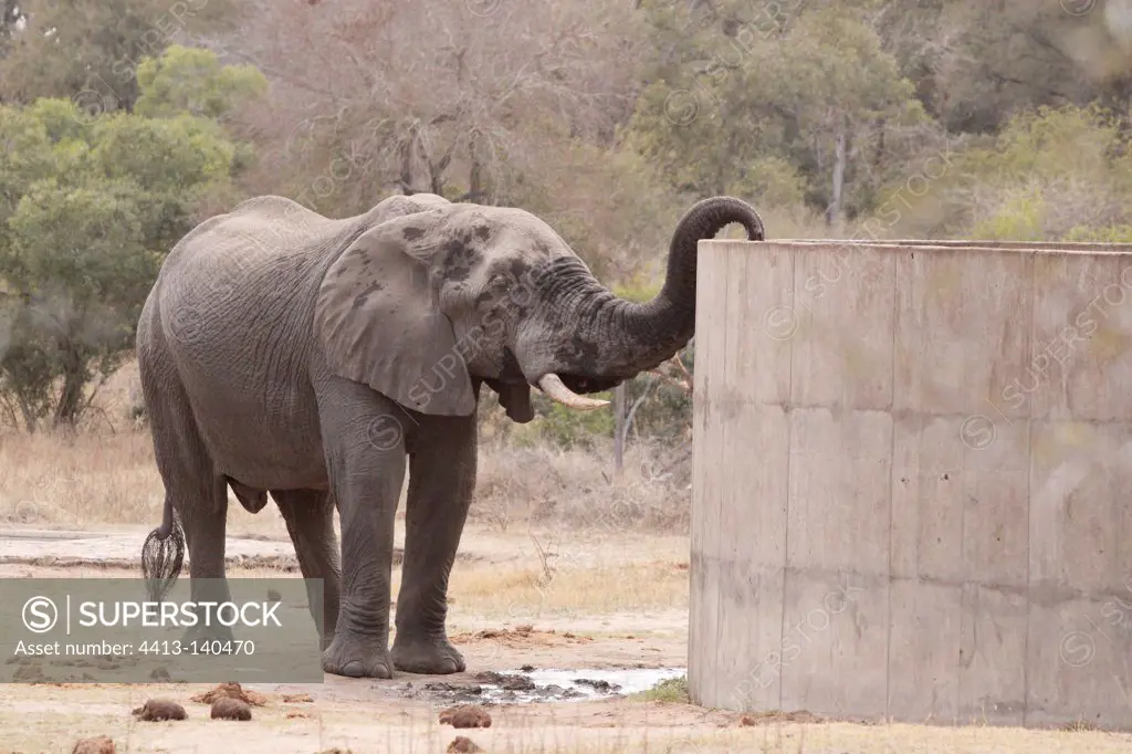 African elephant drinking from a tank at Kruger NP