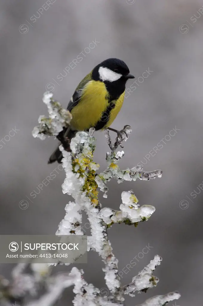 Great Tit in winter France