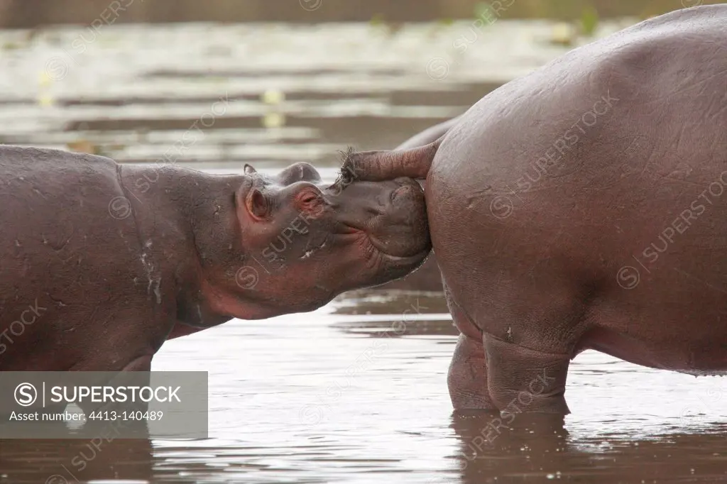 Young Hippo sniffing the ass of an adult NP Kruger