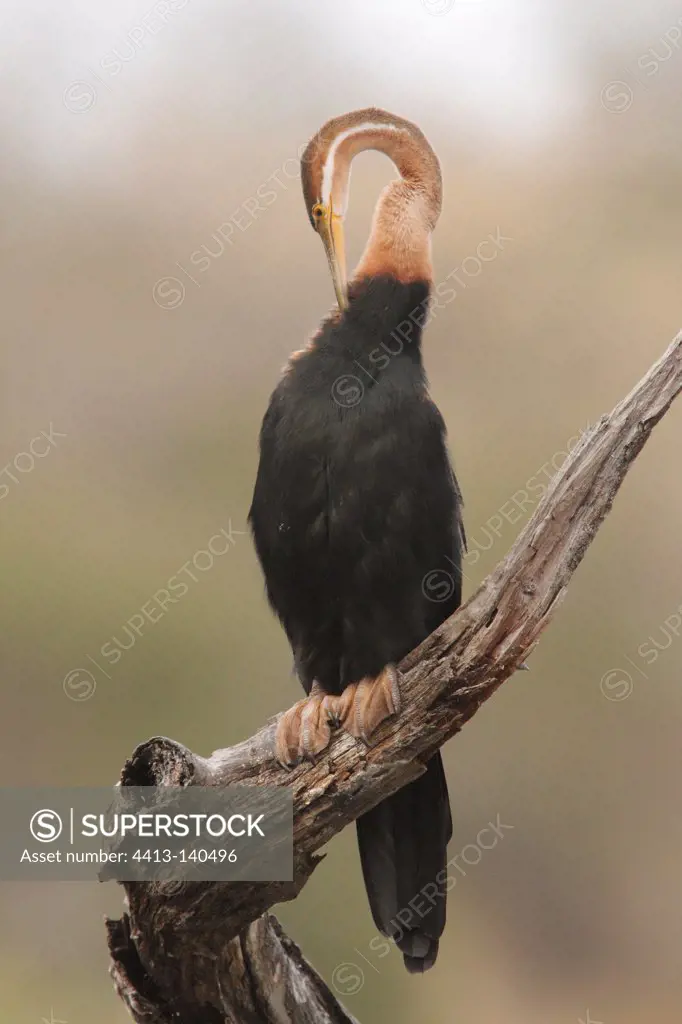 African Anhinga grooming on branch Kruger NPSouth Africa