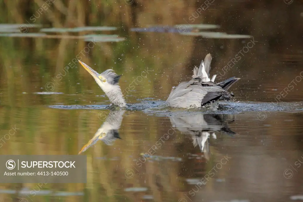 Grey Heron snorting in water Kruger NP South Africa