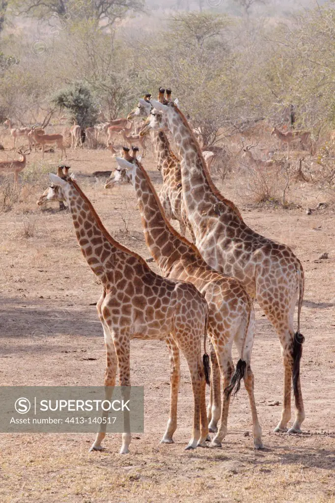 Giraffes and Impalas in savanna Kruger NP South Africa
