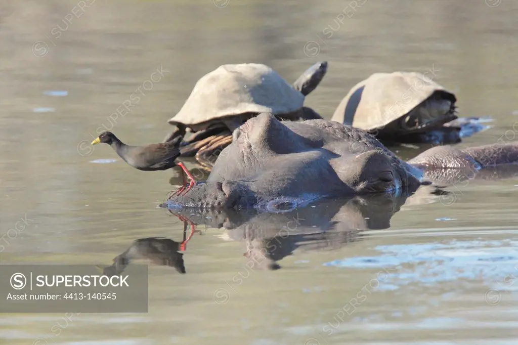Black Crake on Hippo and Elmeted Turtles Kruger NP