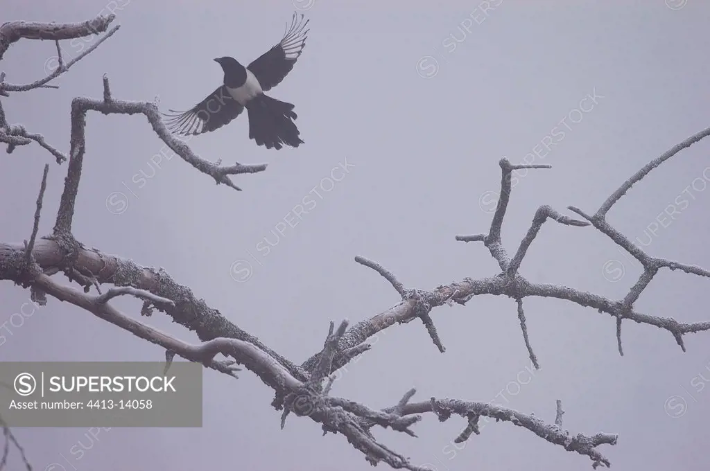 Magpie in flight in winter France