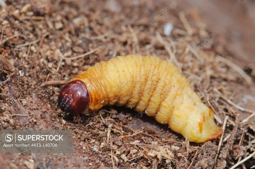 Larva from the Red Palm Weevil Spain
