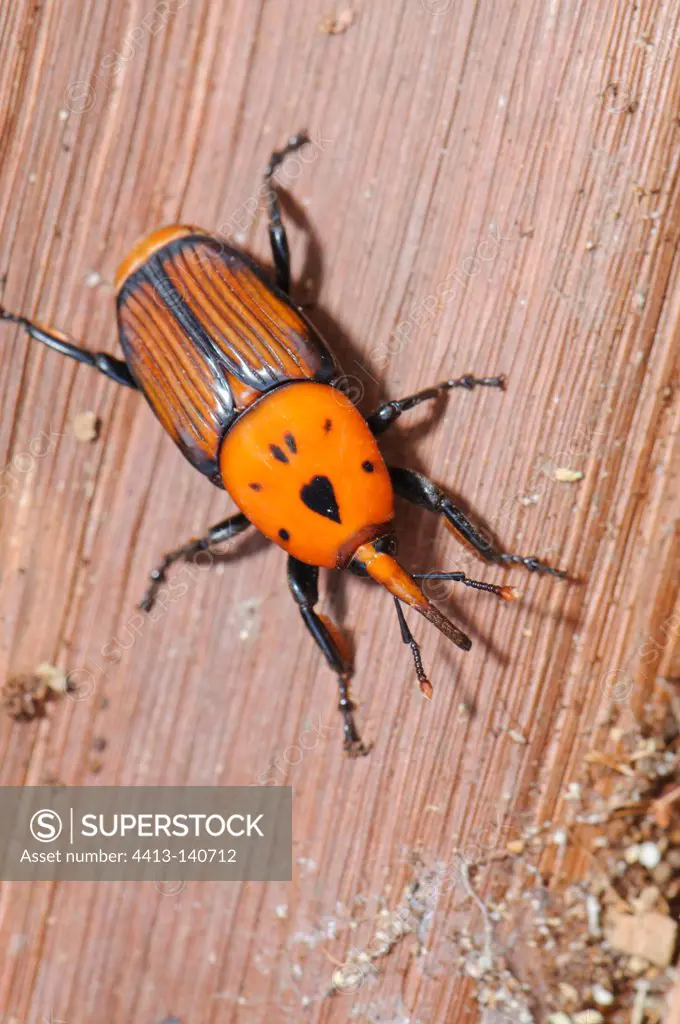 Adult from the Red Palm Weevil in Spain