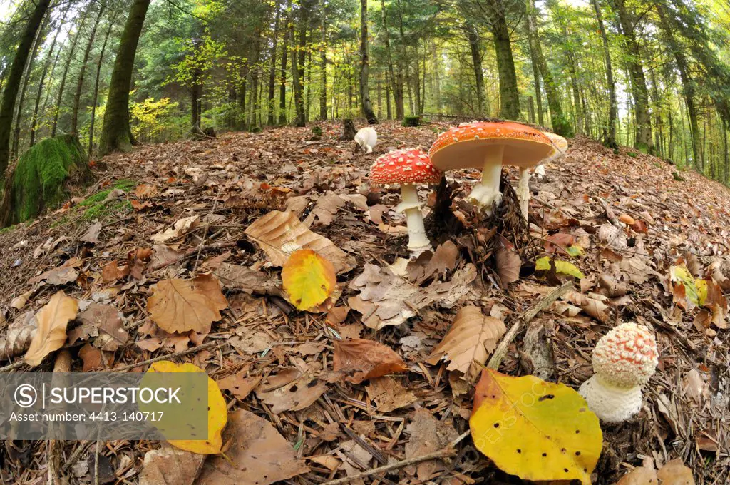 Fly agaric in a mixed forest in autumn Belfort France