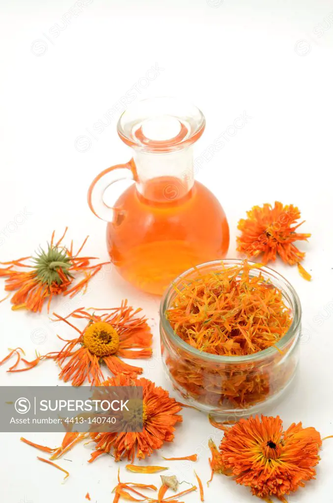 Maceration of Marigold flower petals in oil