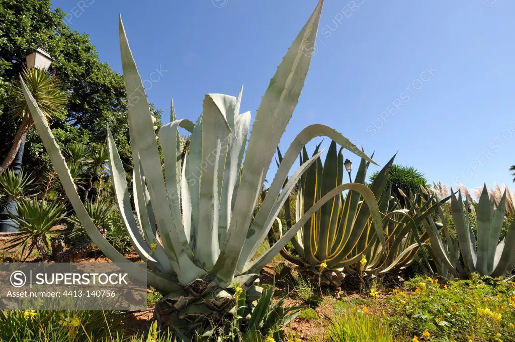 American agave Park Mediterranean Six-Fours-les-Plages