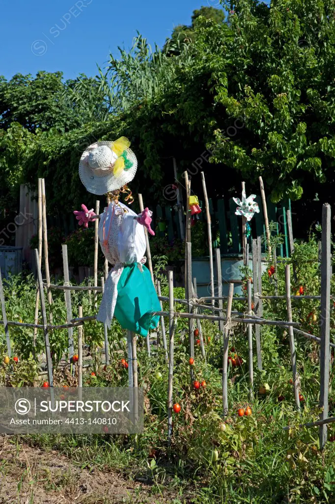 Scarecrow and tomatoes in allotment gardens in Marseille