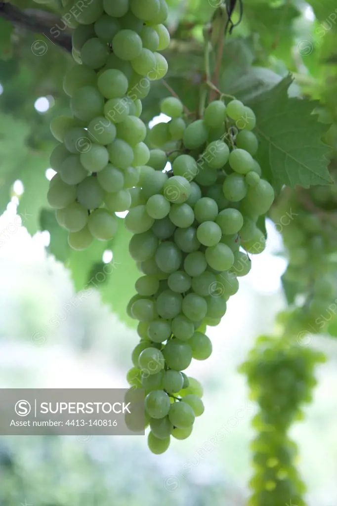 Bunch of grapes on a vine in the summer to Marseille France