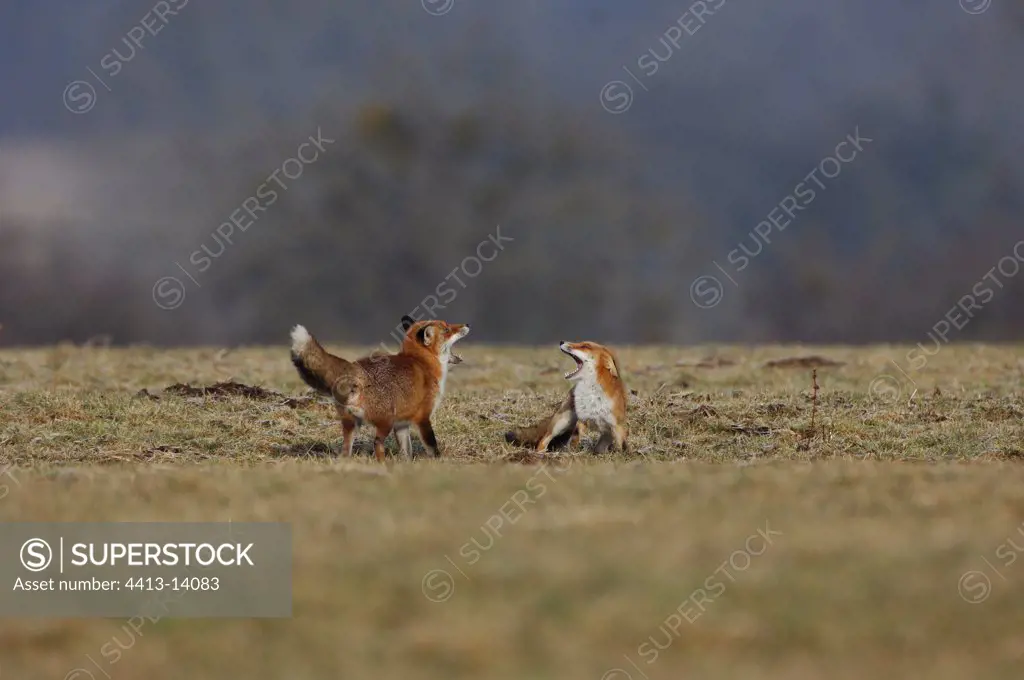 Couples Red foxes in winter Plain of the Vosges France