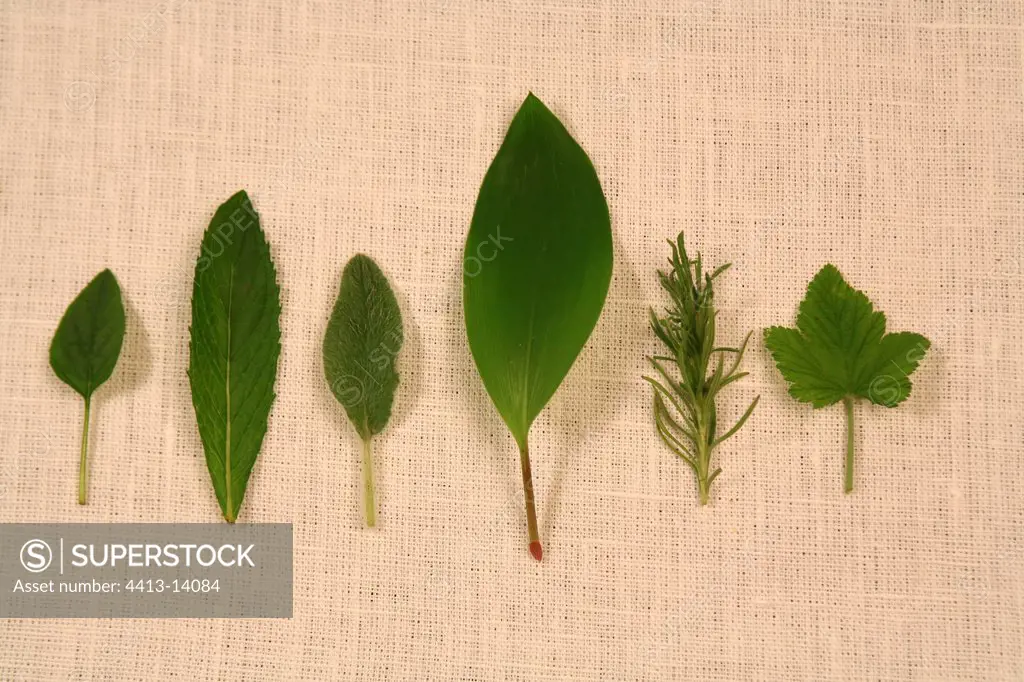 Sheets of species of different plants to relieve small the evils