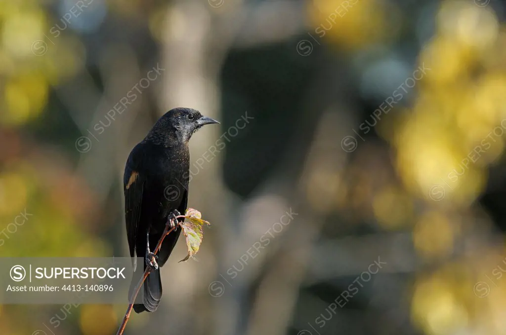 Red-winged blackbird on branch Vancouver Canada